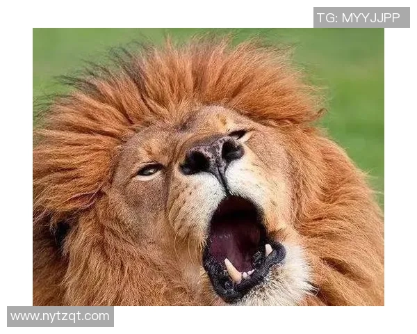 足球明星家庭趣事大揭秘搞笑瞬间让你捧腹大笑的温馨时刻 足球明星家庭趣事大揭秘搞笑瞬间让你捧腹大笑的温馨时刻